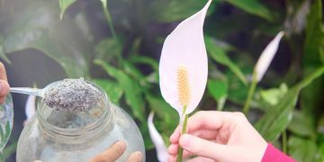 7 plantes d'intérieur pour une maison sans poussière et sans allergies