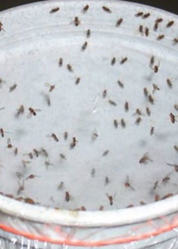 astuces efficaces pour éviter l'infestation à la maison