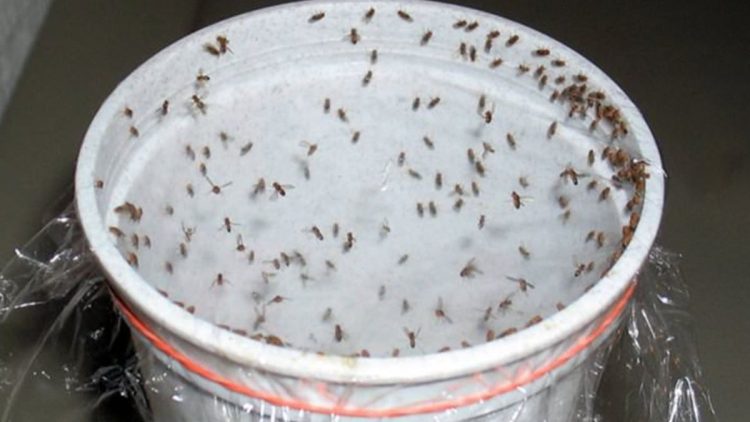 astuces efficaces pour éviter l'infestation à la maison