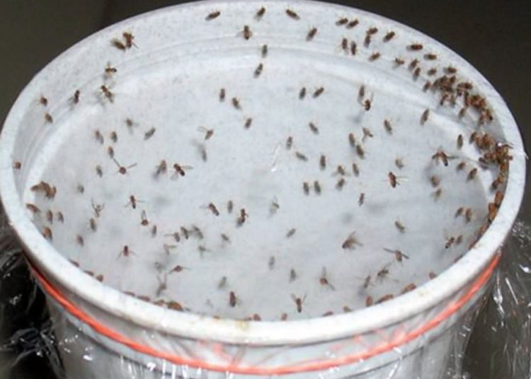 astuces efficaces pour éviter l'infestation à la maison