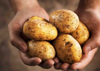 conserver vos pommes de terre plus longtemps