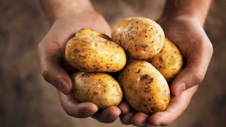 conserver vos pommes de terre plus longtemps